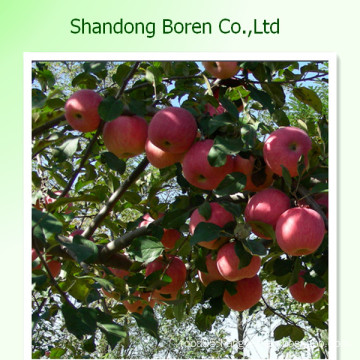 2015 New Crop of Fresh Royal Gala Apple From China